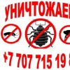 Уничтожение насекомых.
