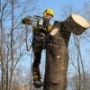 Вырубка деревьев и кустарников