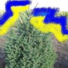Ель обыкновеная зеленая