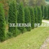 Крупномеры для озеленения участка