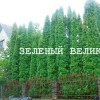 Живая изгородь - красиво и экологично