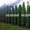 Вечнозеленые живие изгороди от 1,5 м до 9 м