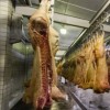 Подвесные пути для мясокомбинатов и холодильных цехов